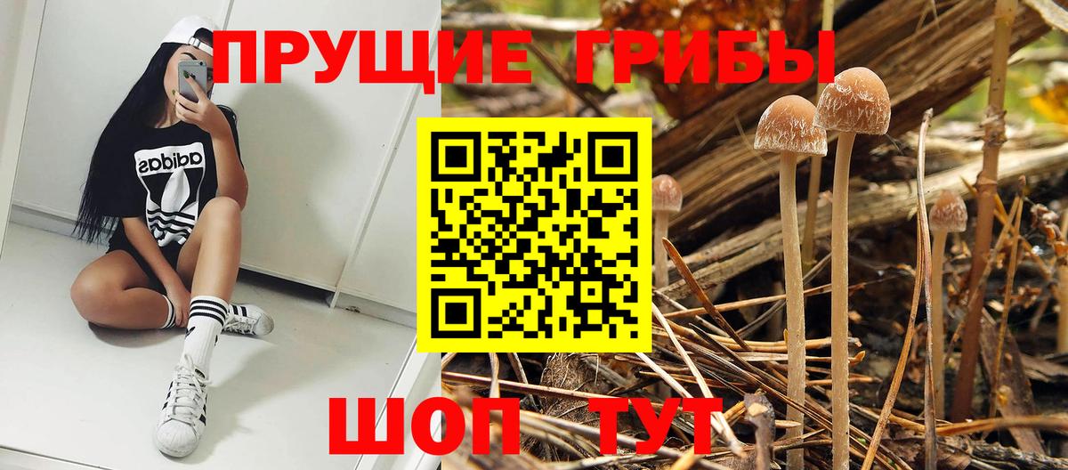 Выборг  Галлюциногенные грибы Magic Shrooms  Вход с VPN 