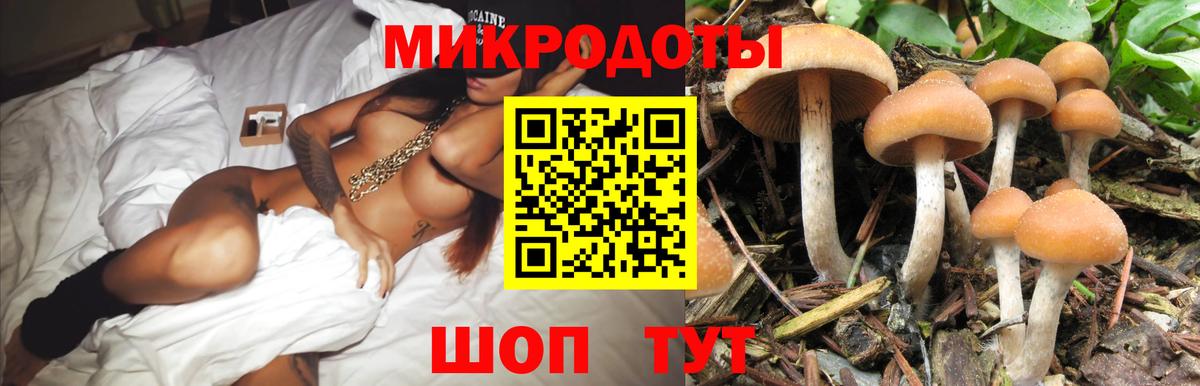 Псилоцибиновые грибы Psilocybine cubensis Выборг